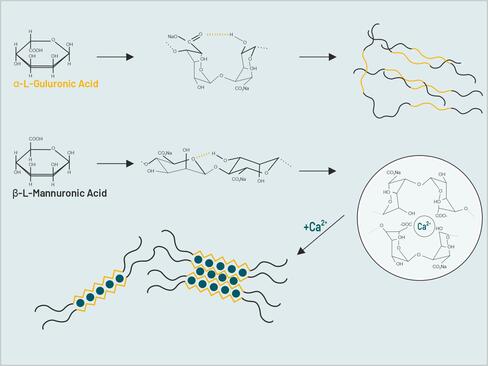 Figure 1: Reaction of alginate with calcium
