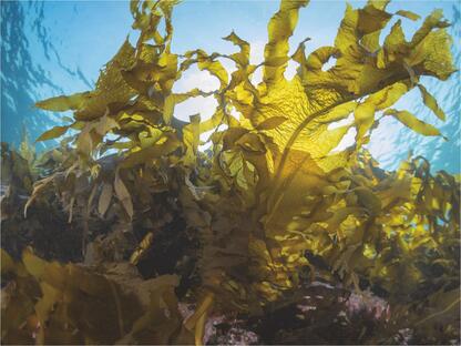 Alginate – a raw Material with a Future