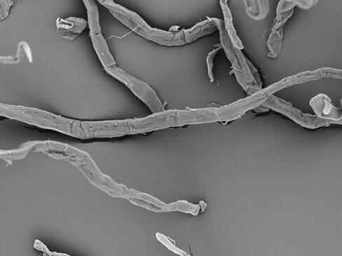 Cellulose Functionality