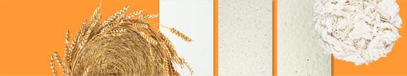 Wheat straw pulp