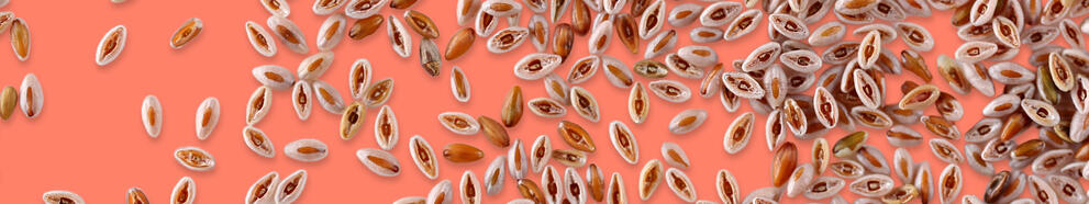 VITACEL® P Psyllium