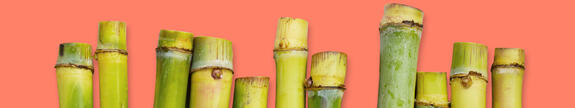 VITACEL® SF Sugar Cane Fiber