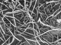 SEM picture - fibrous cellulose