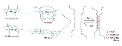 Alginate polysaccharide building blocks