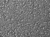 SEM picture - crosslinked starch