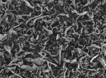SEM picture - fibrous cellulose