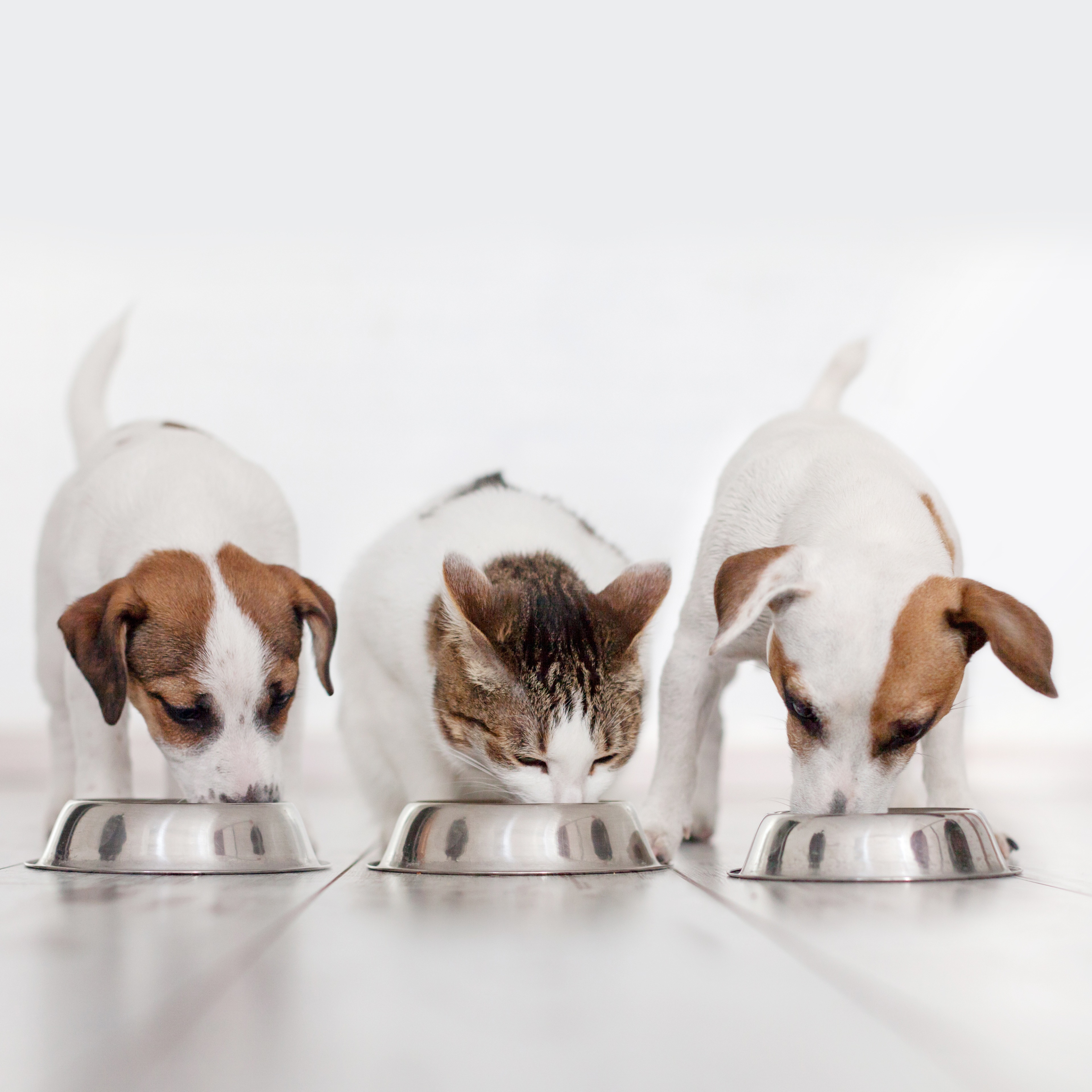 Achieving Multiple Benefits with Functional Fiber Ingredients - A Holistic Approach to Pet Food Innovation