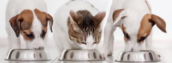 Achieving Multiple Benefits with Functional Fiber Ingredients - A Holistic Approach to Pet Food Innovation