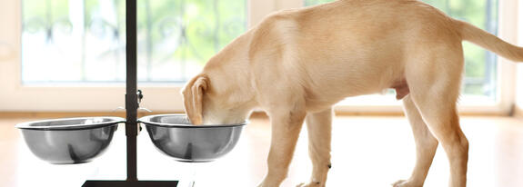 PET HEALTH MEETS PET FOOD TECHNOLOGY