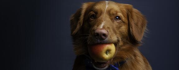 Fiber Expertise – a Rich Source for Innovation