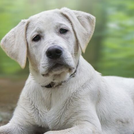 Pet Health Meets Pet Food Technology.