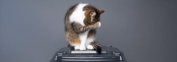 Drastically Reduction of Waste Caused by Cat Litter - Majority of Germans in Favor of Switching to Vegetable Cat Litter According to Survey