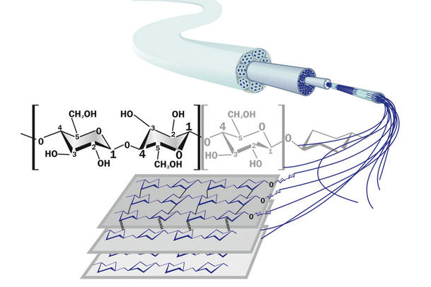 Decoding the Microfibrils