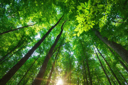 Plant Fiber Technology Fascinated by Nature