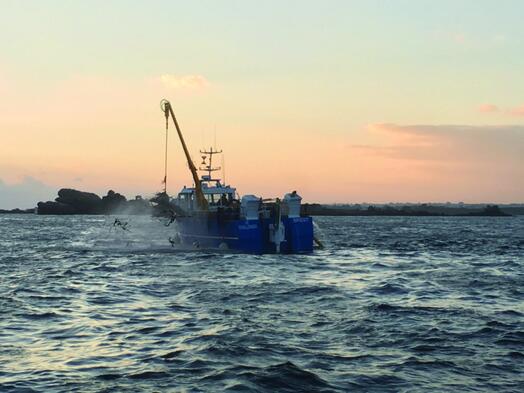 Alternative source for alginate products