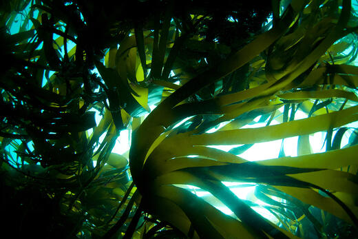 Important advantages and applications