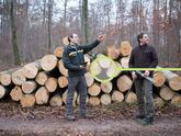 Beech wood from sustainable forestry.
