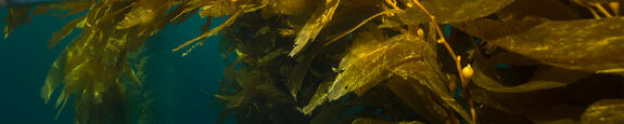 JRS Group Strengthens its Seaweed Ingredient Business by the  Acquisition of Algaia SA