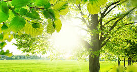 Hydroxypropyl methylcellulose HPMC