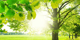 Hydroxypropyl methylcellulose HPMC