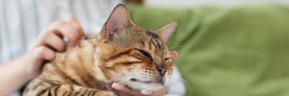 Natürliche Tierhygiene